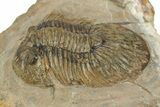 Platyscutellum Trilobite Fossil - Atchana, Morocco #249919-2